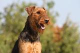 AIREDALE TERRIER 200